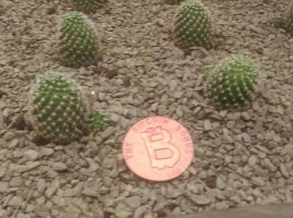 В Киеве энтузиасты раздают биткоины посетителям кафе и магазинов