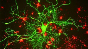 Сканирование мозга может стать новым способом аутентификации