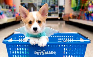 PetSmart и Chewy: что нужно знать о самой крупной сделке в e-commerce