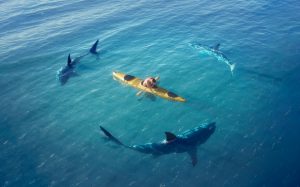 В Украине стало больше фишинговых сайтов