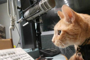 Представлена банковская карта, которая мяукает при каждом платеже