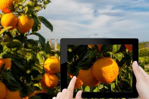 Фрукты с NFC: на Сицилии задействовали инновации для проверки подлинности апельсинов