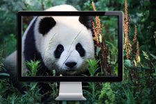 Зоопарки переходят в онлайн: где посмотреть на панд, китов и пингвинов, не выходя из дома