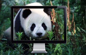 Зоопарки переходят в онлайн: где посмотреть на панд, китов и пингвинов, не выходя из дома