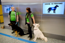 Собачий труд: аэропорт Хельсинки начал привлекать животных для выявления больных коронавирусом