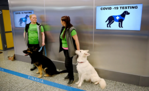 Собачий труд: аэропорт Хельсинки начал привлекать животных для выявления больных коронавирусом