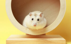 Спочивай із миром, містере Гокс! Помер хом'як-криптотрейдер, який обіграв Уоррена Баффета