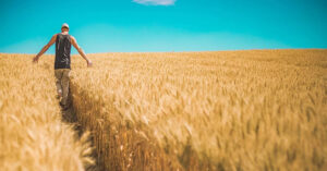 Чи реально зараз безкоштовно отримати законні 2 га землі в Україні