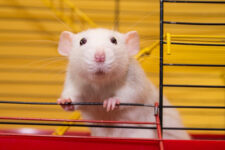 Новий DAO-проект створить біткоїн-гаманець із миші за допомогою генно-інженерного вірусу
