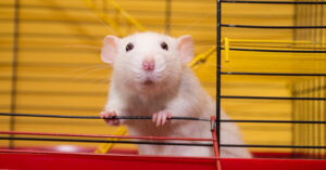 Новий DAO-проект створить біткоїн-гаманець із миші за допомогою генно-інженерного вірусу