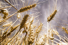 Украина наладила маршруты экспорта зерна через Польшу и Румынию