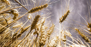 Україна налагодила маршрути експорту зерна через Польщу та Румунію