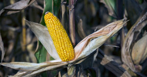 США выделят $100 млн на программу поддержки украинских аграриев