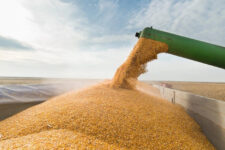 НБУ спрогнозував, якими будуть ціни на українське зерно