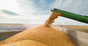 НБУ спрогнозував, якими будуть ціни на українське зерно