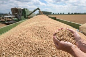 Світові ціни на продовольство продовжують знижуватись дев’ять місяців поспіль – ООН