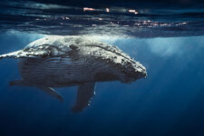 Cardano (ADA) та Polygon (MATIC): Чому кити так зацікавлені у цих криптовалютах?