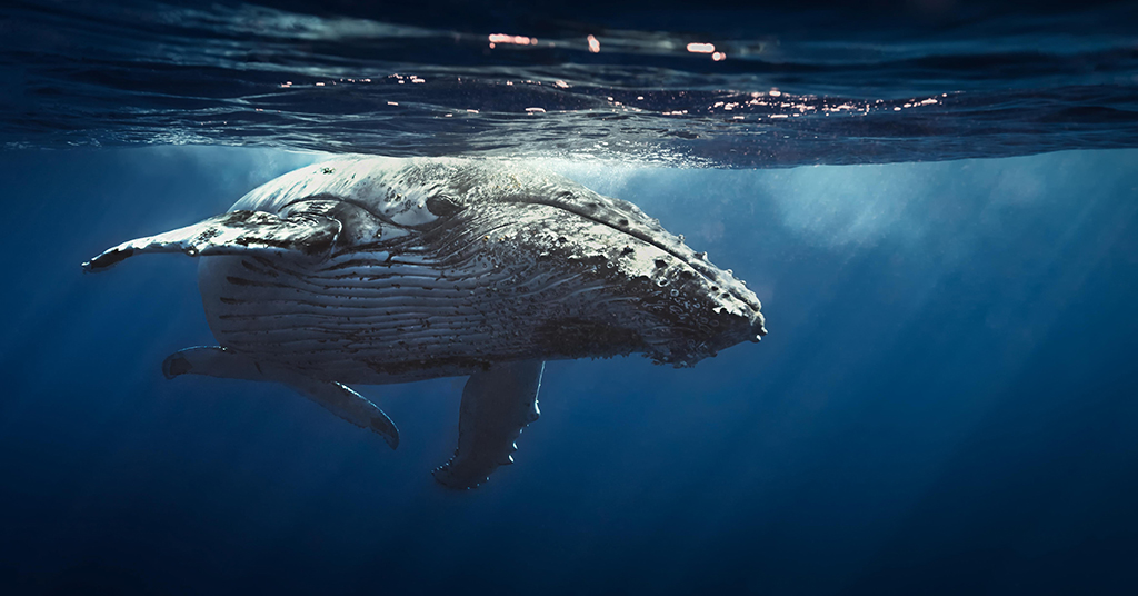 Десятки миллионов долларов США были спасены таинственным китом во время краха FTX и USDC