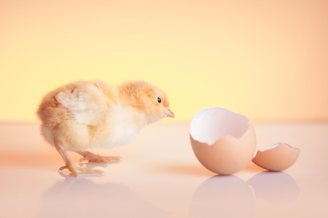 Что было раньше — курица или яйцо? Ученые нашли ответ на древнейший вопрос