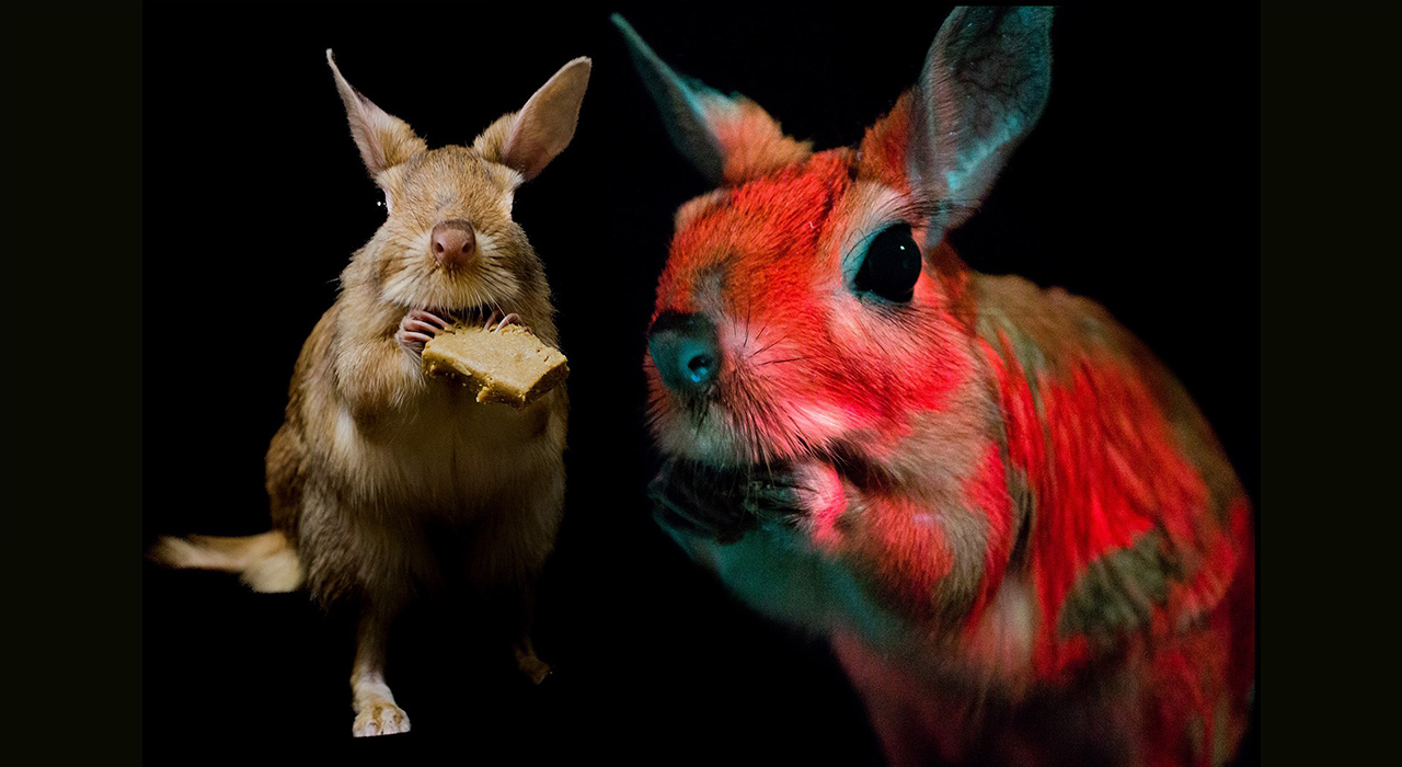 Ученые обнаружили, что большинство млекопитающих светятся в ультрафиолете