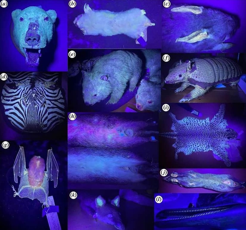 Ученые обнаружили, что большинство млекопитающих светятся в ультрафиолете