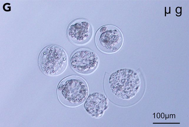 Бластоцисти мишей, які були вирощені космонавтами в умовах мікрогравітації на МКС. Фото: Вакаяма та ін., iScience, 2023