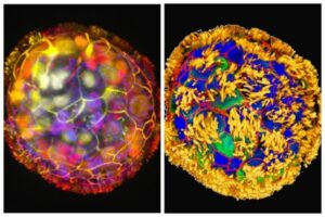 Ученые создали крошечных роботов из клеток человека