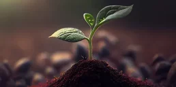 Ученым удалось вырастить овощи в марсианском грунте