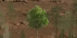 Ученые планируют вырастить первое дерево на Марсе